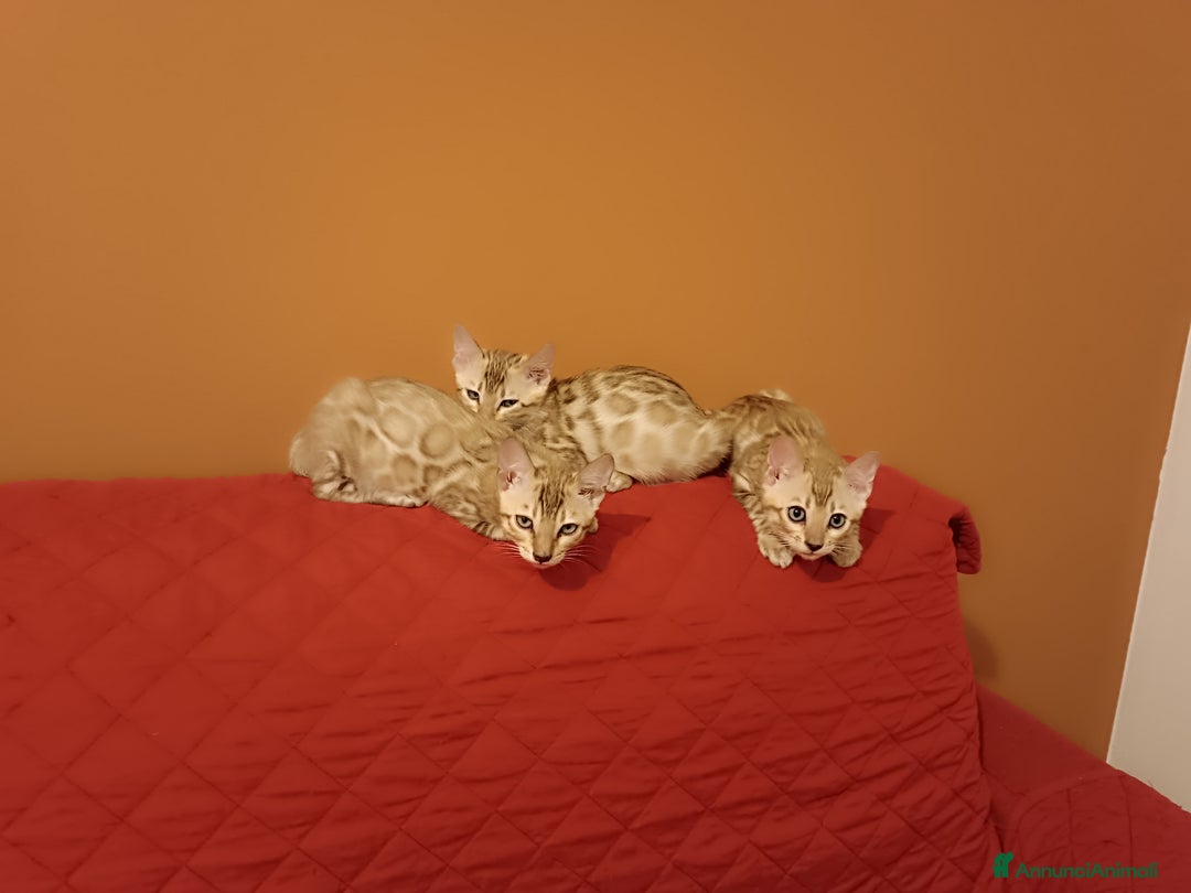 Bengala gatti in vendita: Cuccioli di Bengal in standard Snow Mink  - Annuncio 2
