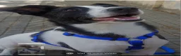 Meticcio cani in regalo: Femmina 3anni TRIPODE URGENTE STALLO.SOLO SARDEGNA - Annuncio 3