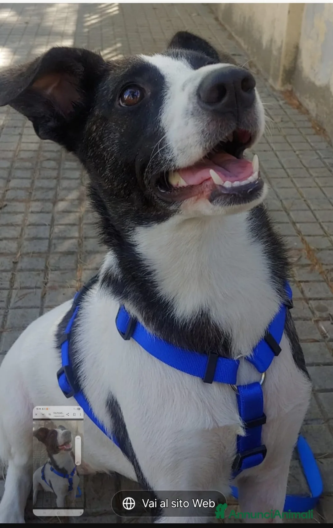 Meticcio cani in regalo: Femmina 3anni TRIPODE URGENTE STALLO.SOLO SARDEGNA - Annuncio 3
