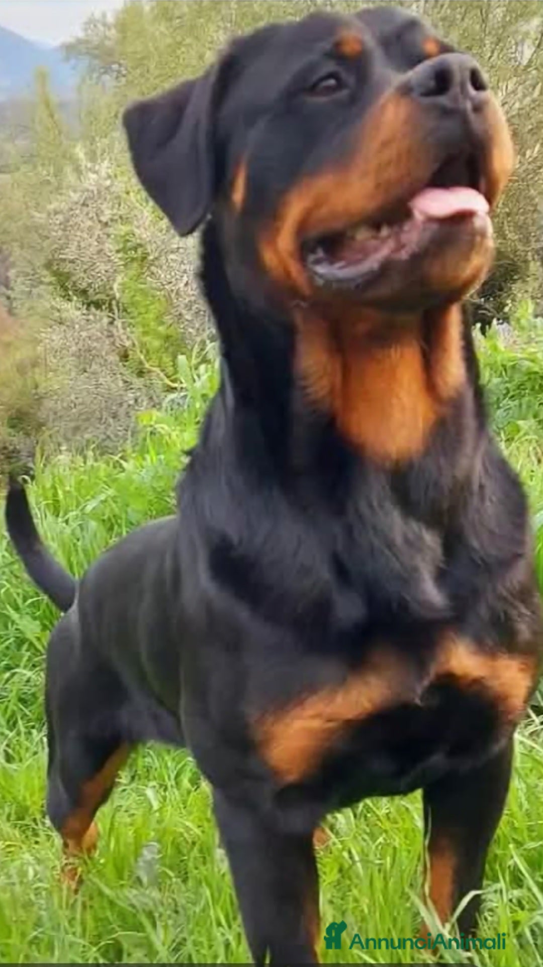 Rottweiler cani Cuccioli Rottweiler - Annuncio 5