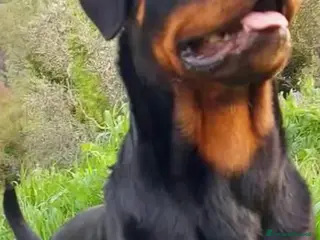 Rottweiler cani Cuccioli Rottweiler - Annuncio 5