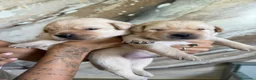 Labrador cani in vendita: Cuccioli di Labrador Retriever Allevamento profess - Annuncio 3