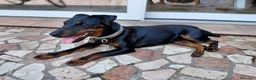 Jagdterrier cani in vendita: Femmina di Jagdterrier  a Provincia di Treviso - Annuncio 2