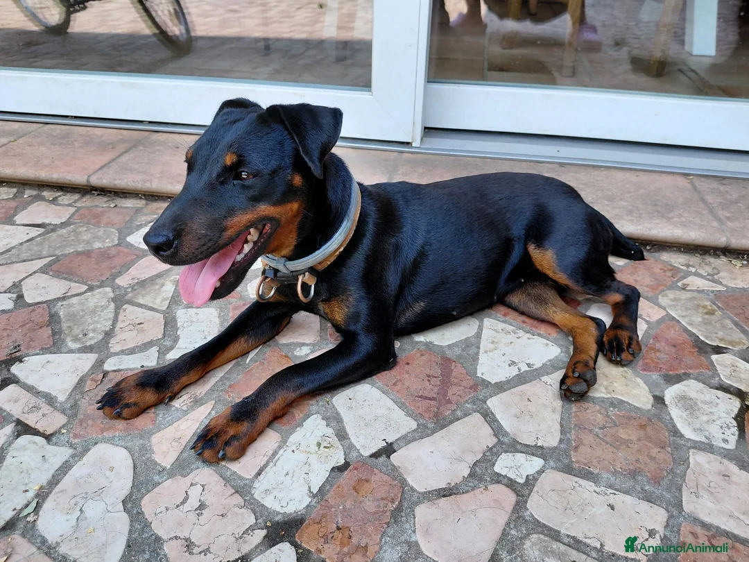 Jagdterrier cani in vendita: Femmina di Jagdterrier  a Provincia di Treviso - Annuncio 2