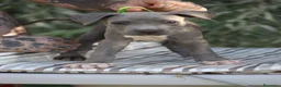Pitbull cani in vendita: Cuccioli Pit Bull con pedigree anche a rate - Annuncio 14