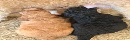 Barboncino cani in vendita: Barboncini nani a Città Metropolitana di Bari - Annuncio 4