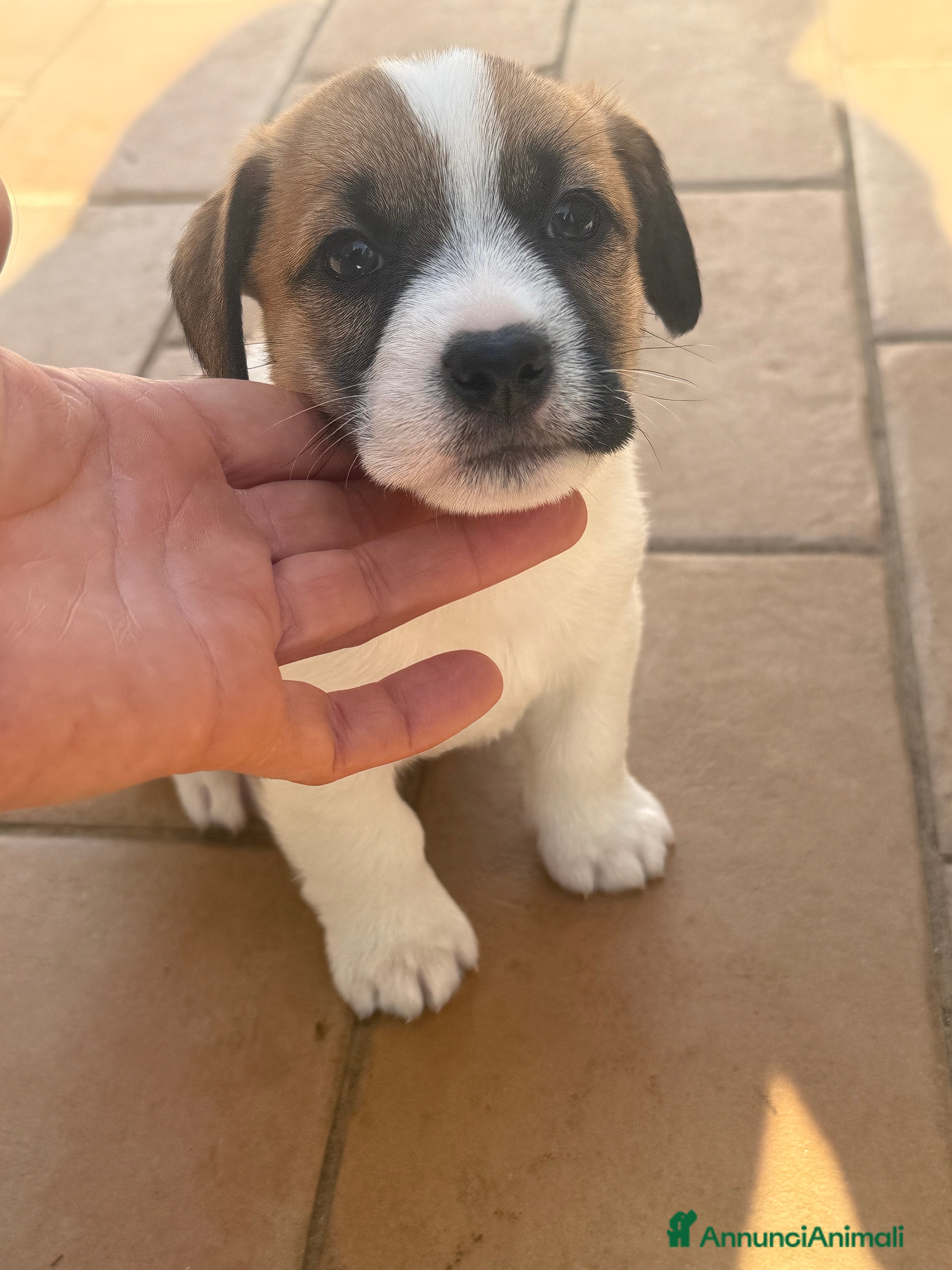 Jack Russell cani Cuccioli jack russell pedigree - Annuncio 35