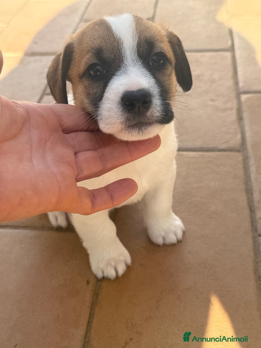 Jack Russell cani in vendita: Cuccioli jack russell pedigree - Annuncio 1
