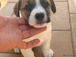 Jack Russell cani Cuccioli jack russell pedigree - Annuncio 35