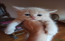 Scottish gatti in vendita: Gattini Scottish Straight  a Provincia di Modena - Immagine 23