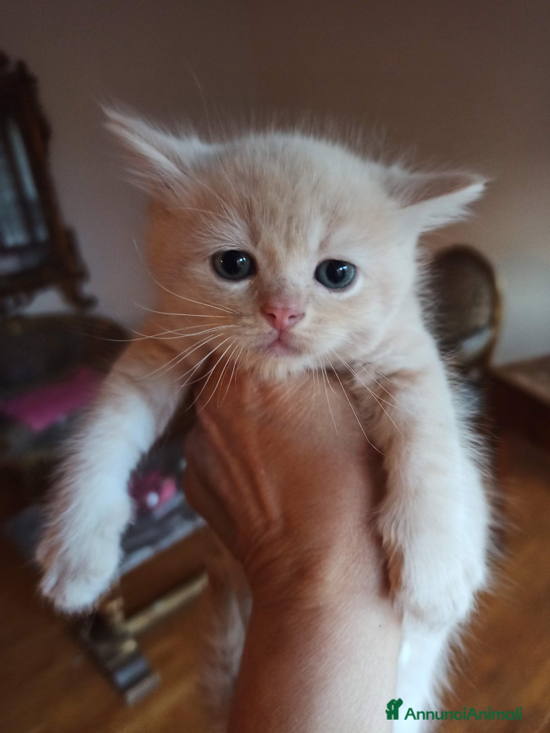 Scottish gatti in vendita: Gattini Scottish Straight  a Provincia di Modena - Immagine 23