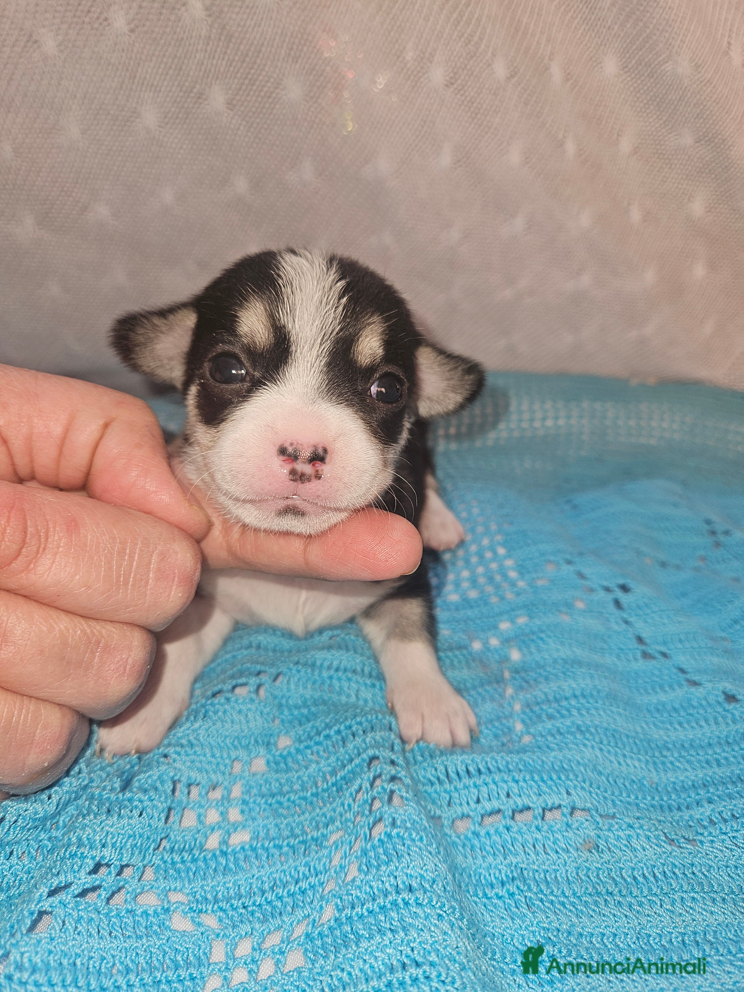 Chihuahua cani Chihuahua nano - Annuncio 4