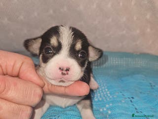 Chihuahua cani Chihuahua nano - Annuncio 4