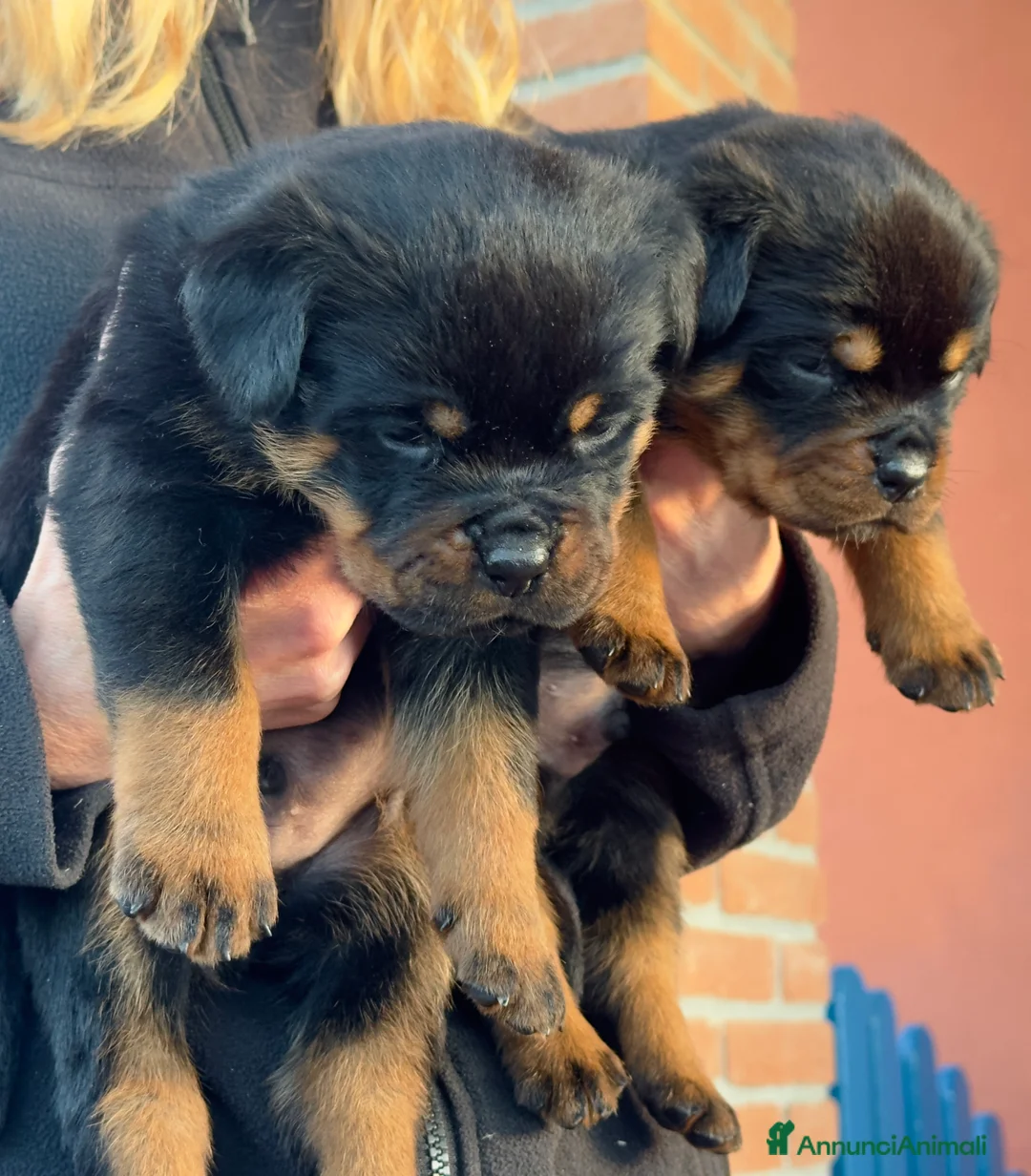 Rottweiler cani in vendita: Cucccioli di rottweiler  - Annuncio 5