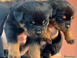 Rottweiler cani Cucccioli di rottweiler - Annuncio 2