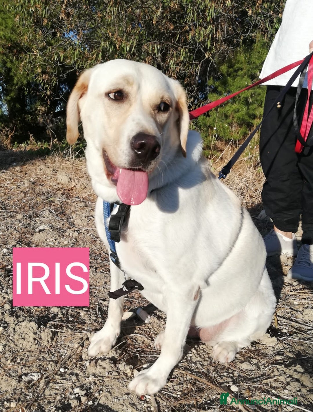 Altre razze cani in regalo: IRIS E DOMINIK - Annuncio 6