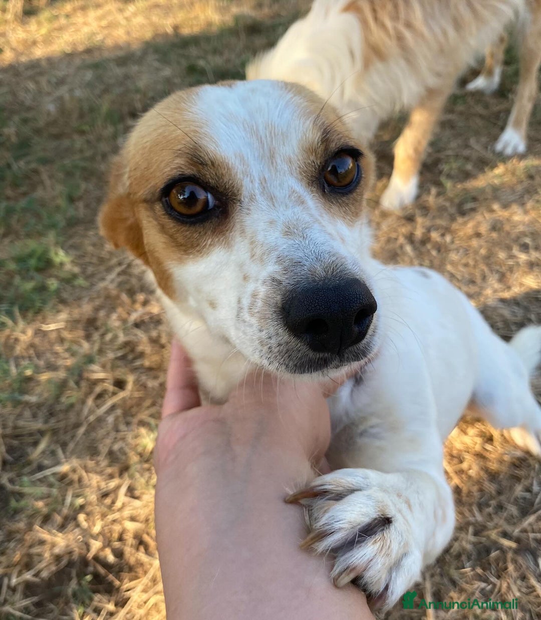 Jack Russell cani in regalo: Masha incrocio jack russell 2 anni cerca adozione - Immagine 2