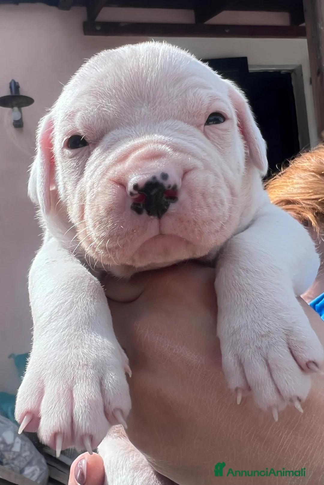 Dogo Argentino cani in vendita: Cuccioli di alta genealogia di dogo argentino  - Annuncio 2