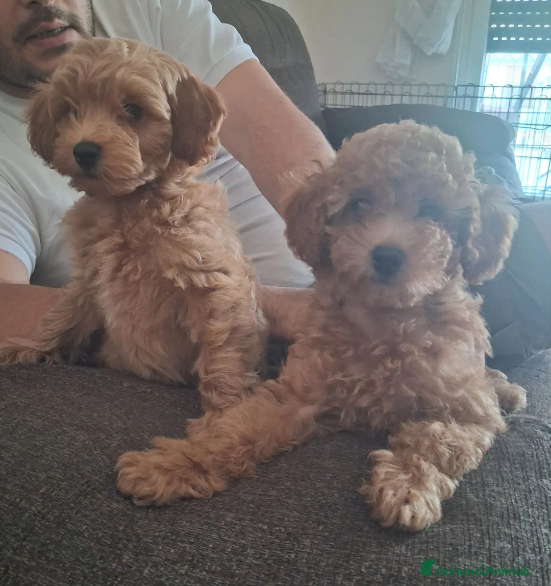Barboncino Toy cani in vendita: Barboncini Toy disponibili  - Annuncio 1
