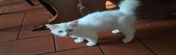 Angora turco gatti in vendita: Angora turco - Annuncio 9