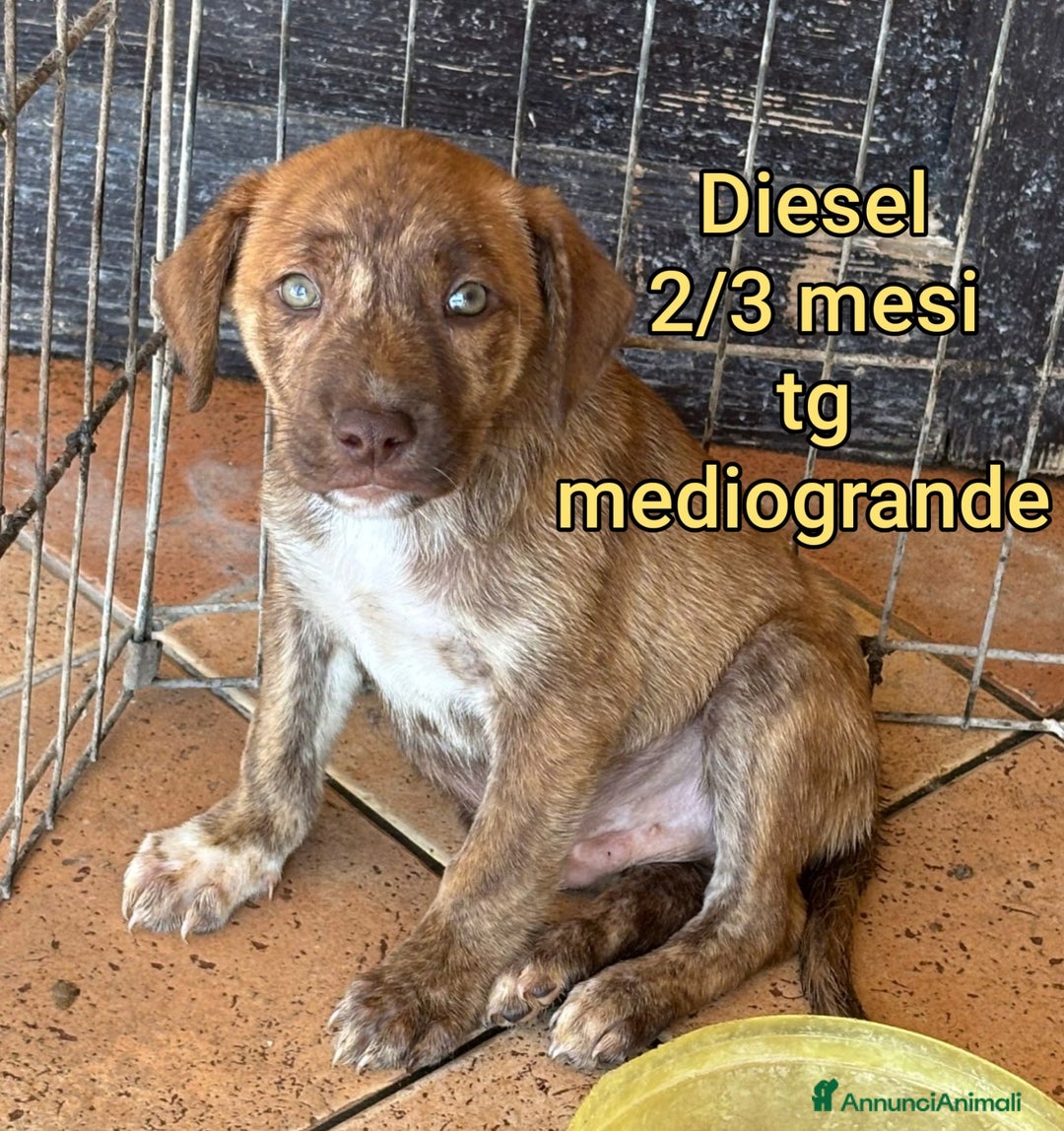 Meticcio cani in regalo: CUCCIOLI SOLI ED ESCLUSI DA TUTTI  - Annuncio 3
