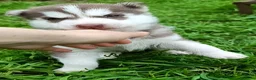 Husky cani in vendita: Cucciolo Siberian husky  - Annuncio 10