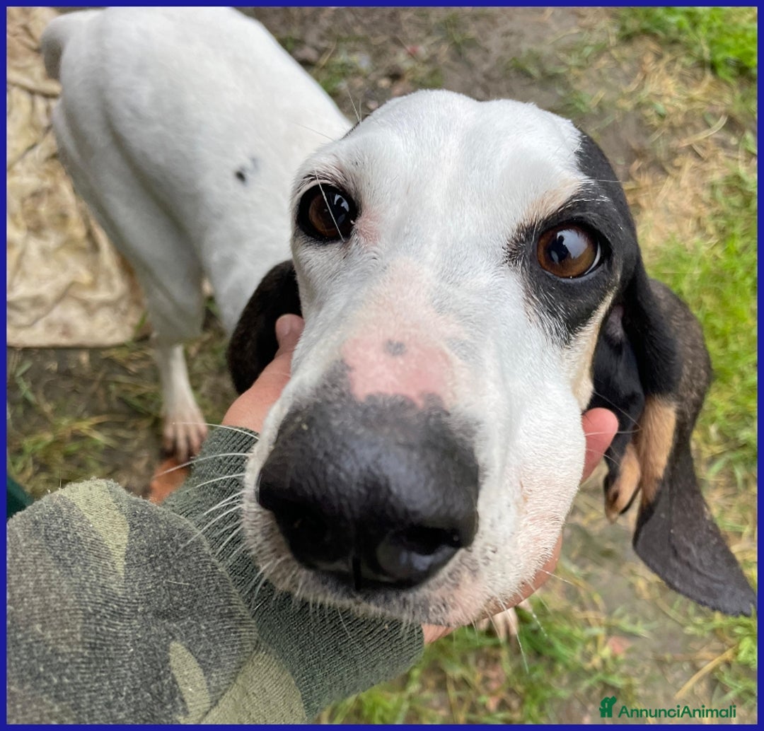 Segugio cani in regalo: MOIRA SPLENDIDA SEGUGIA 7 ANNI, VAGAVA RANDAGIA AF a Città metropolitana di Milano - Annuncio 5