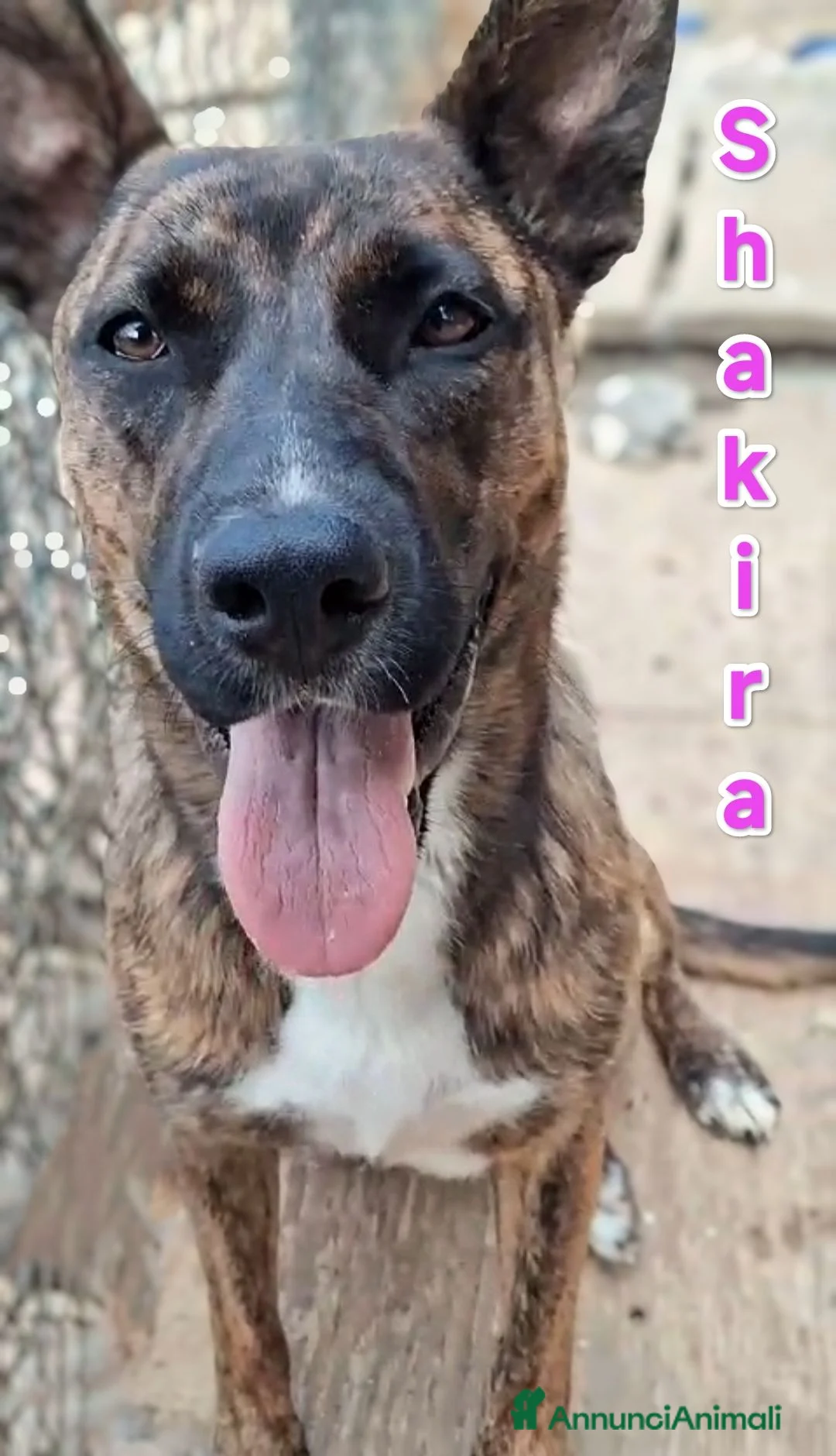 Meticcio cani in regalo: Shakira bellissima cagnolina cerca famiglia a Provincia di Cremona - Annuncio 3