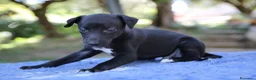 Whippet cani in vendita: Cuccioli di whippet  - Annuncio 5