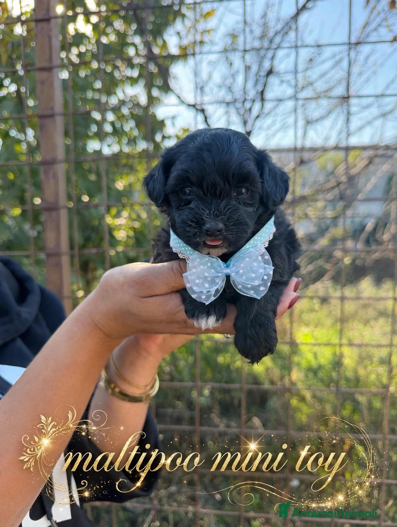 Maltipoo cani in vendita: Maltipoo mini toy - Annuncio 1