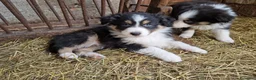 Australian Shepherd cani in vendita: Cuccioli pastore australiano  a Provincia della Spezia - Annuncio 8