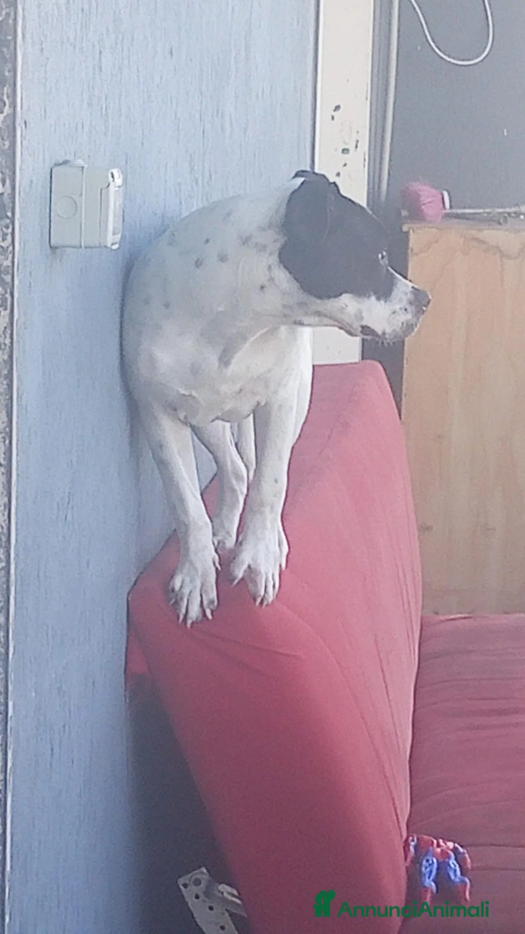 American Hairless Terrier cani in regalo: Pitbull  in regalo  a Città metropolitana di Catania - Annuncio 3