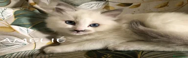 Gattino 3