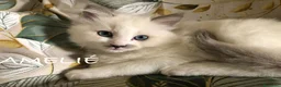 Ragdoll gatti in vendita: Vendesi cuccioli Ragdoll - Annuncio 4