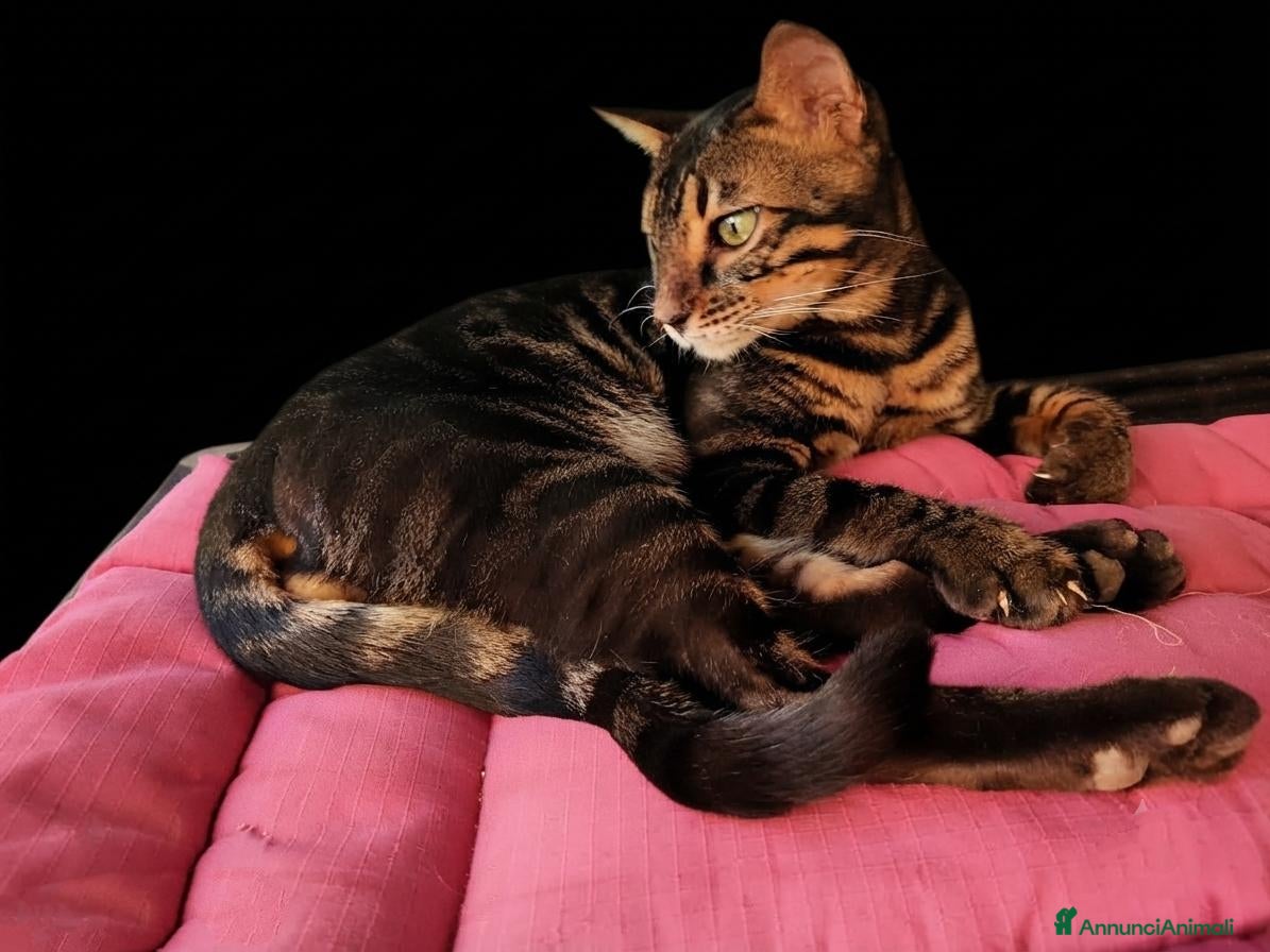 Bengala gatti in vendita: Bengala gattini maschio e femmina  - Annuncio 1