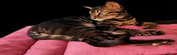 Bengala gatti in vendita: Bengala gattini maschio e femmina  - Annuncio 1