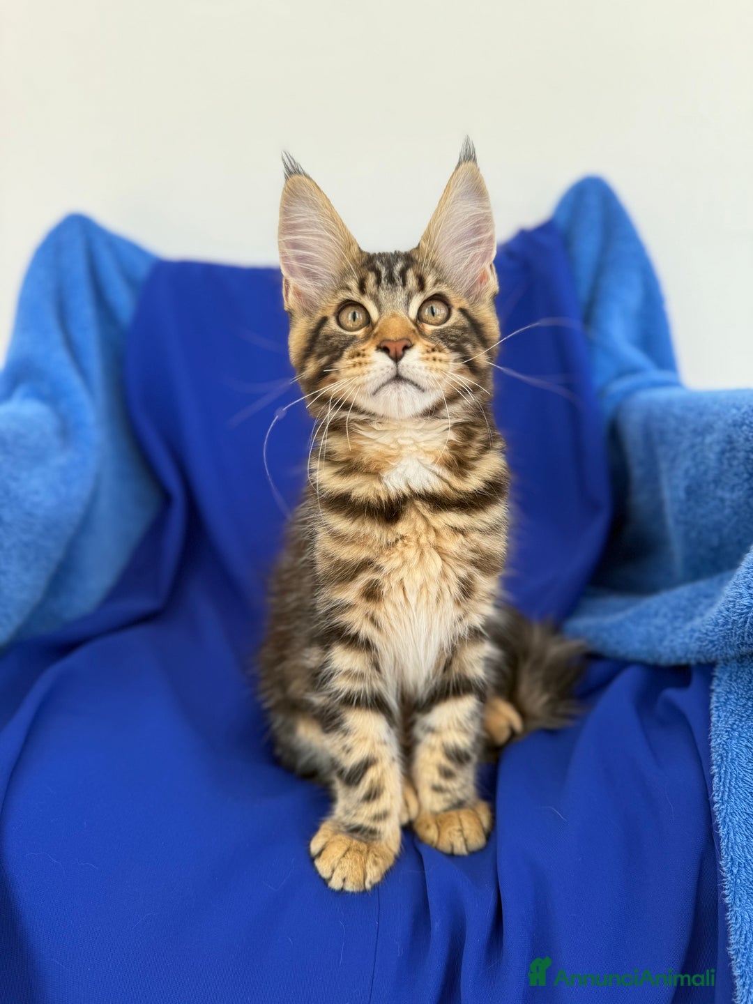 Maine Coon gatti in vendita: Cucciola di Maine coon disponibile  a Provincia di Novara - Immagine 5