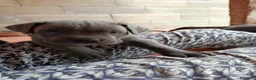 Cane Corso cani in vendita: Cuccioli CANE CORSO speciali - Annuncio 9
