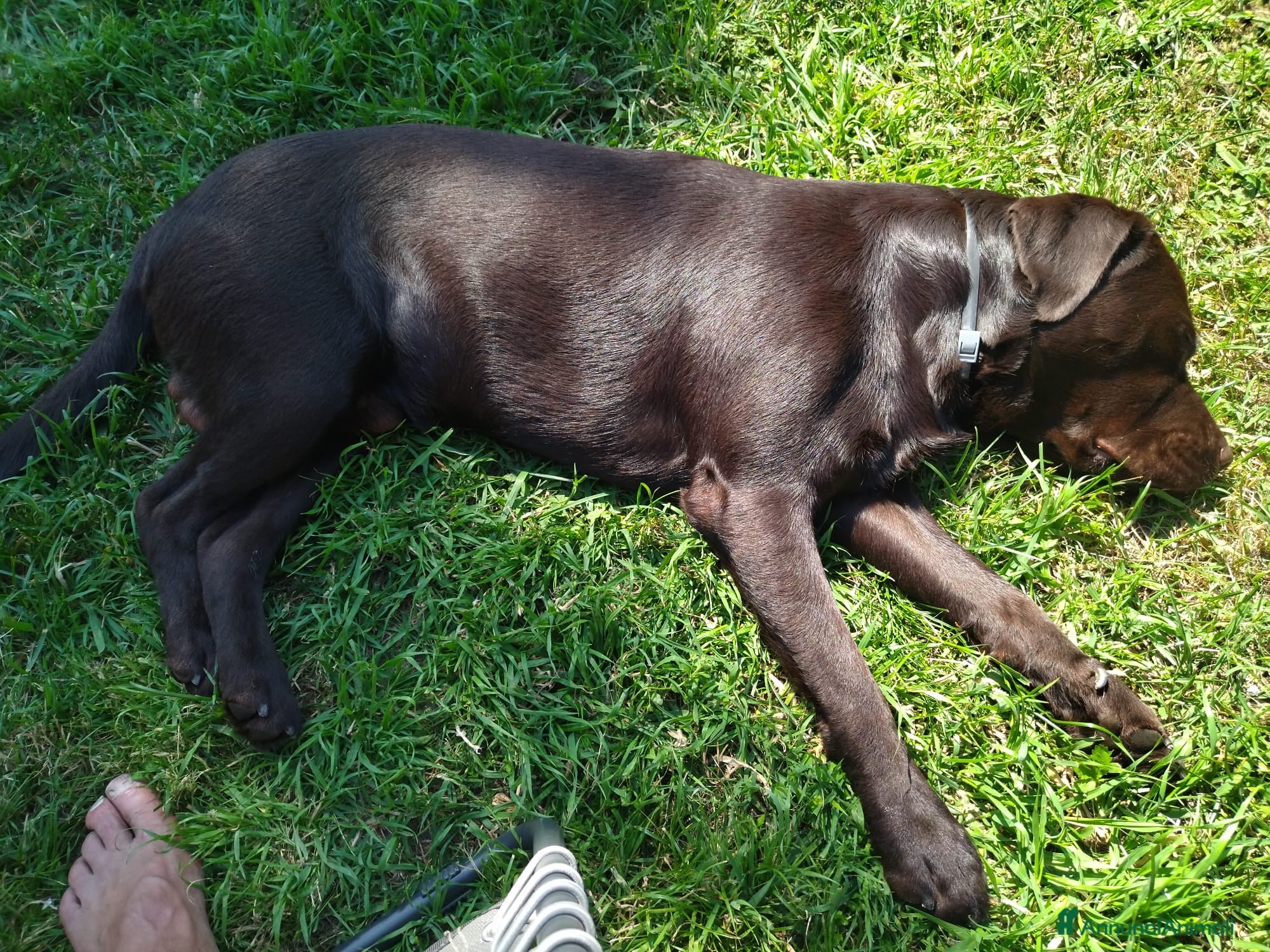 Labrador cani Labrador - Annuncio 4