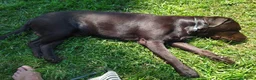 Labrador cani per accoppiamento: Labrador a Città Metropolitana di Bologna - Annuncio 1