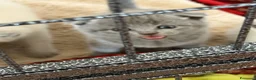 Scottish gatti in vendita: scottish  a Provincia di Salerno - Annuncio 6
