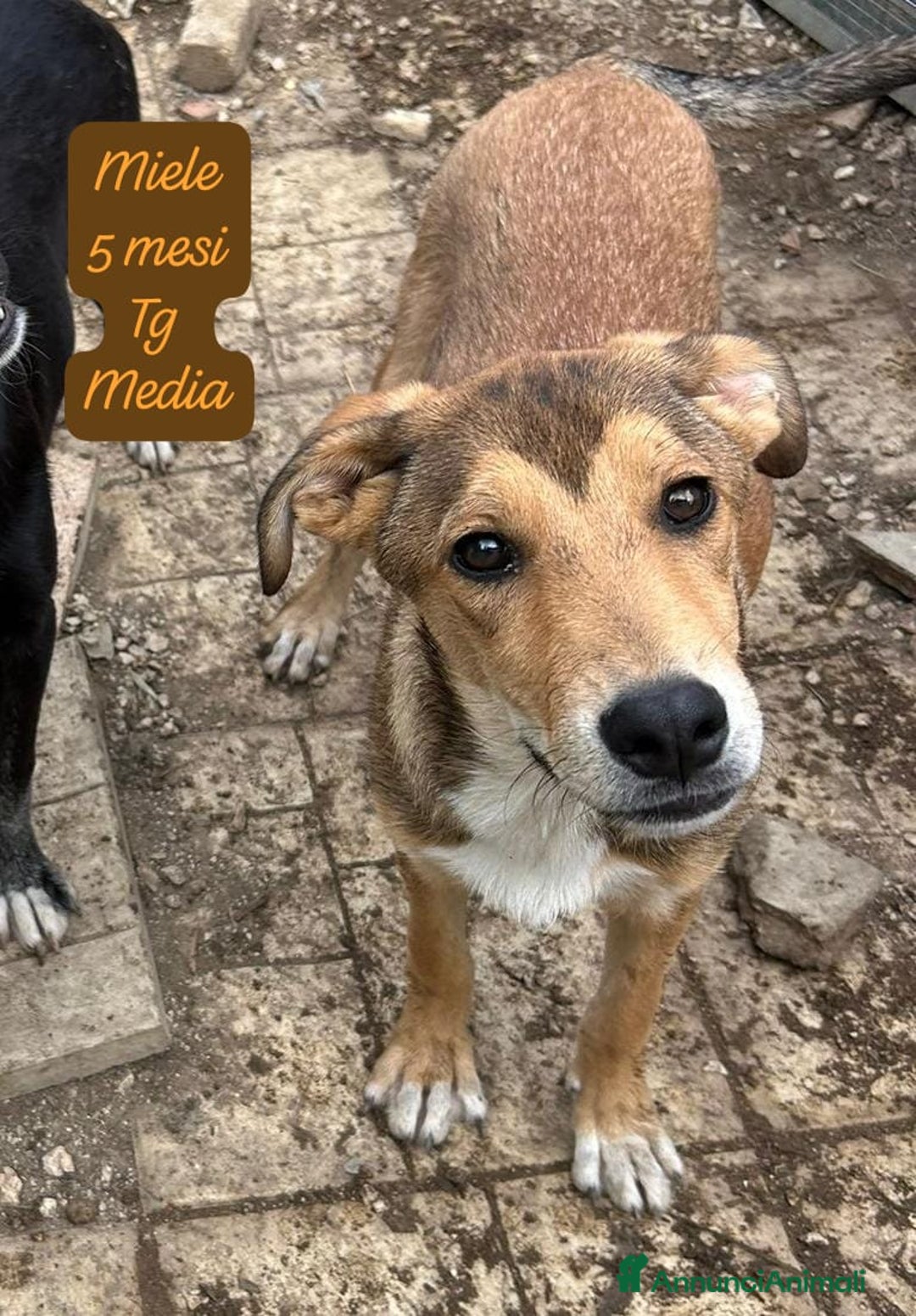 Meticcio cani in regalo: Tantissimi cuccioli da salvare  - Annuncio 10