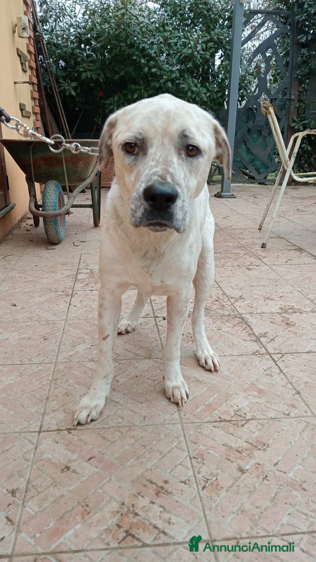 Meticcio cani in regalo: AIUTIAMO BENNY - Annuncio 2