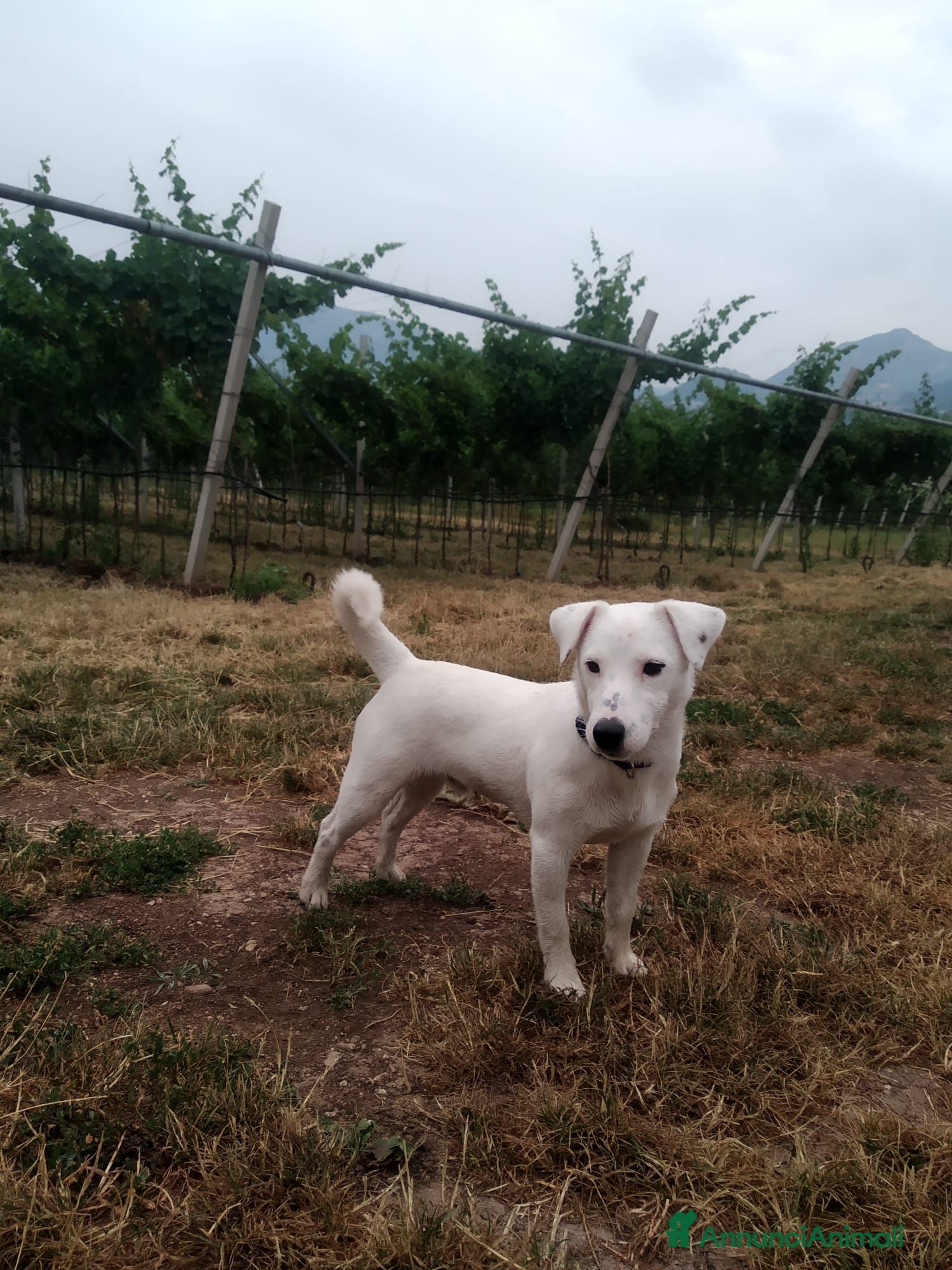 Jack Russell cani Animali domestici - Annuncio 2