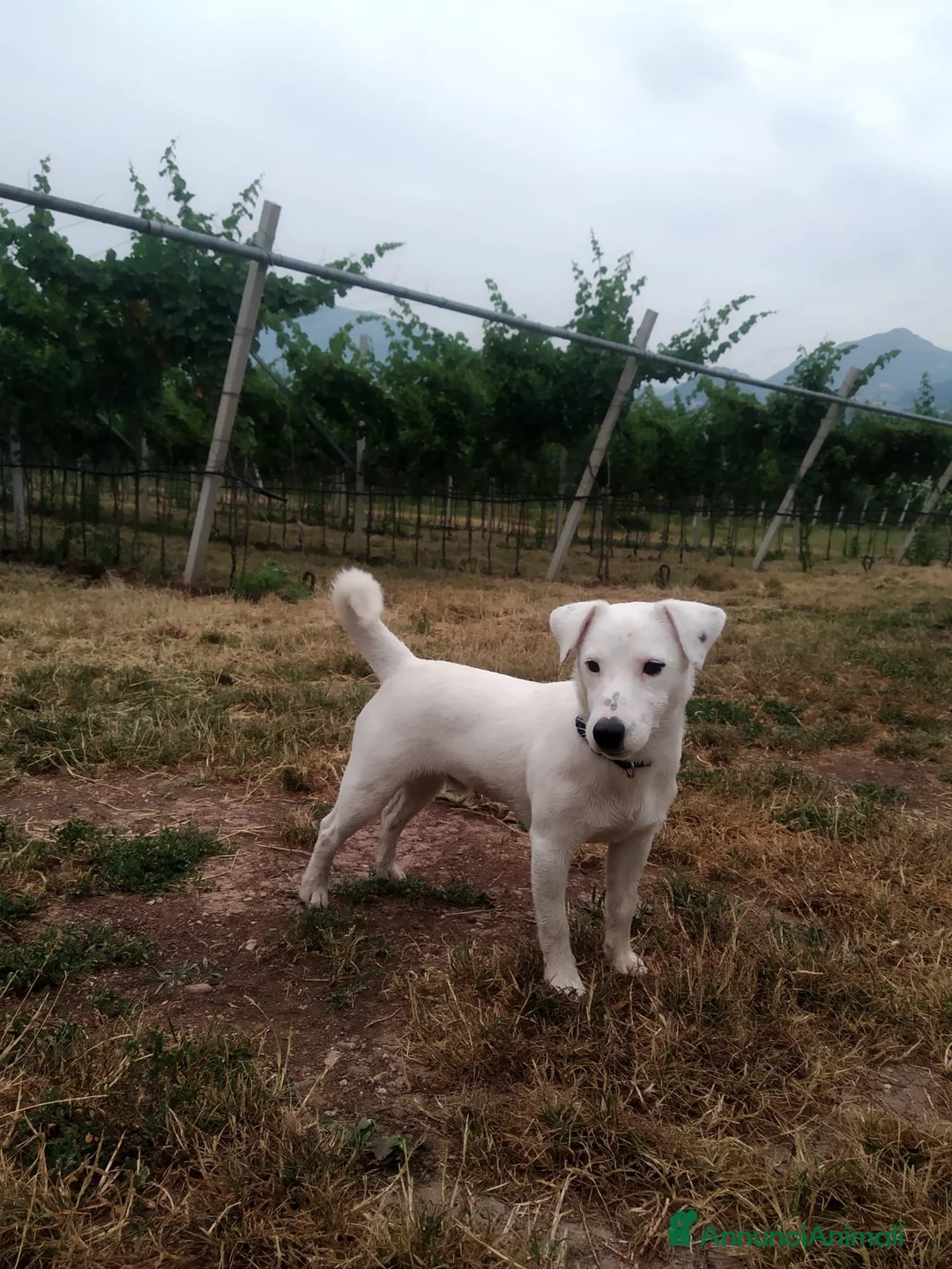 Jack Russell cani in regalo: Animali domestici a Provincia autonoma di Trento - Annuncio 1