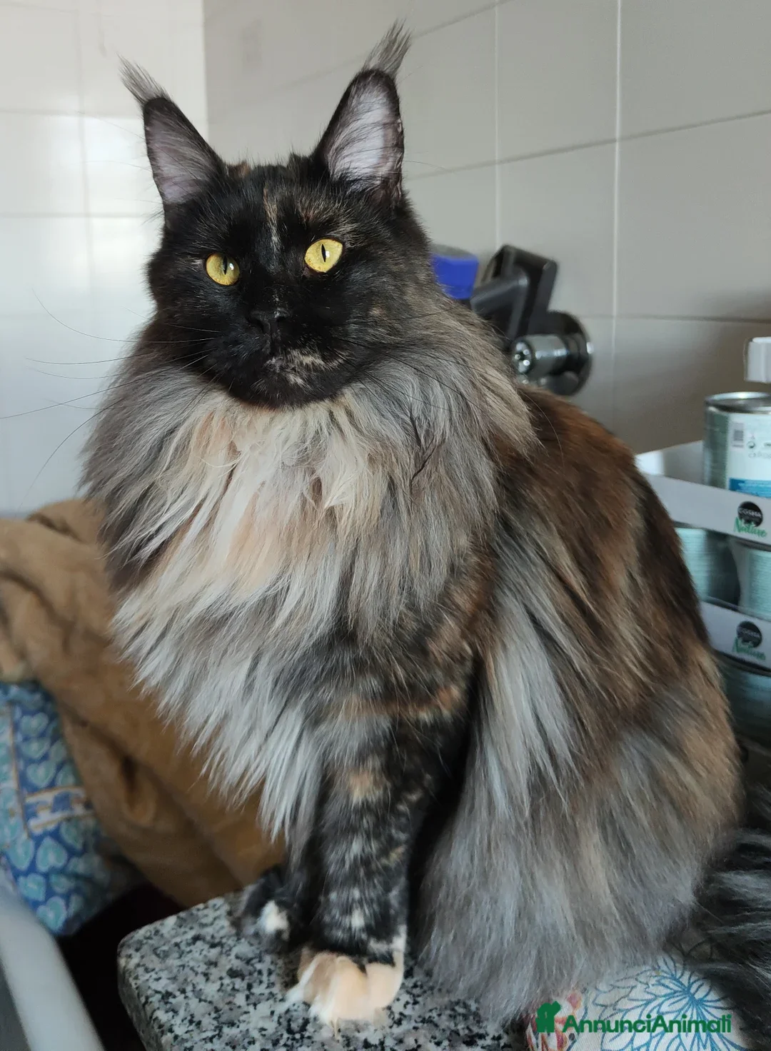 Maine Coon gatti in vendita: Ultimi 4 cuccioli Maine Coon - Annuncio 2