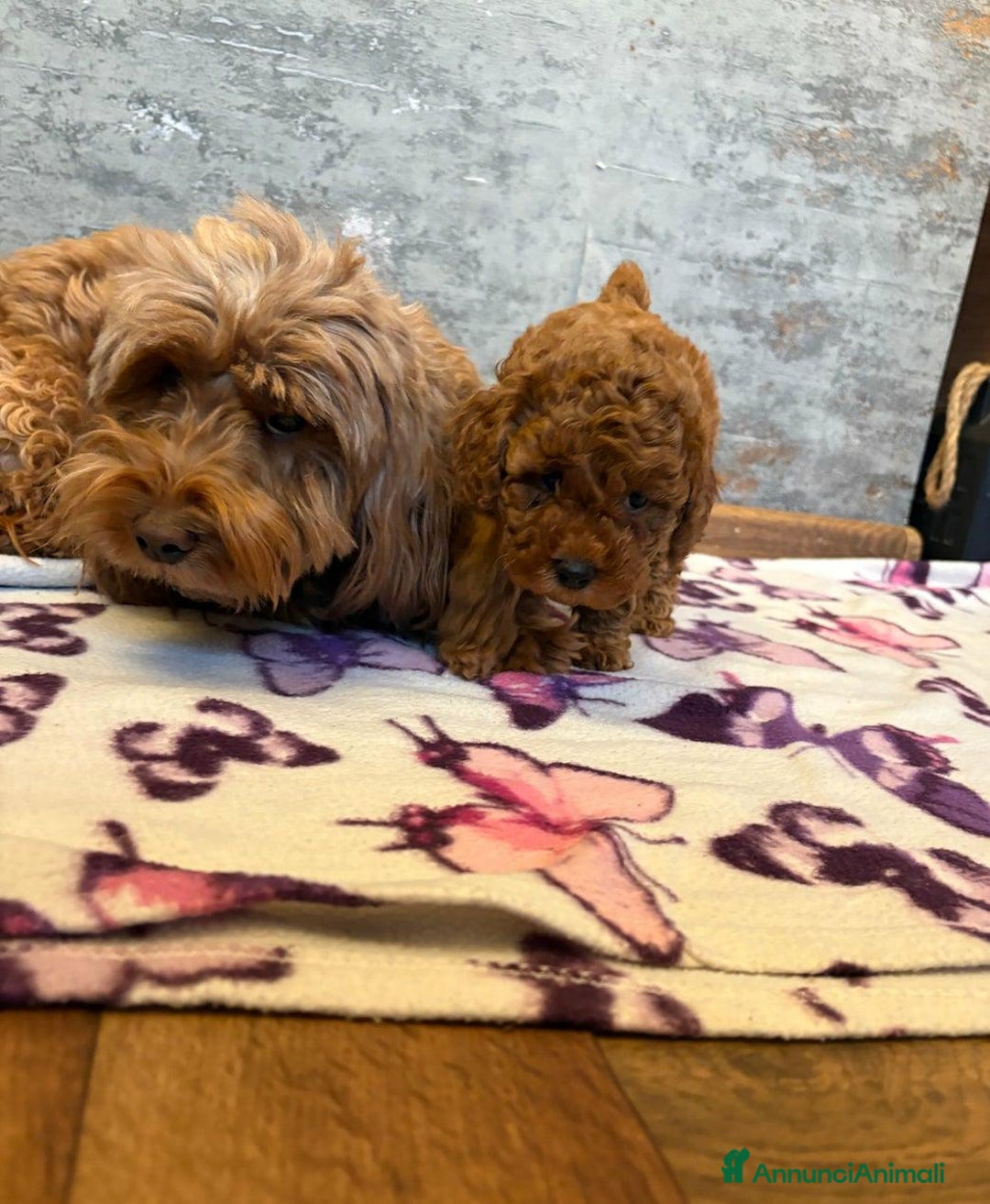 Cockapoo cani in vendita: Cuccioli di Cockapoo F2b disponibili - Annuncio 24