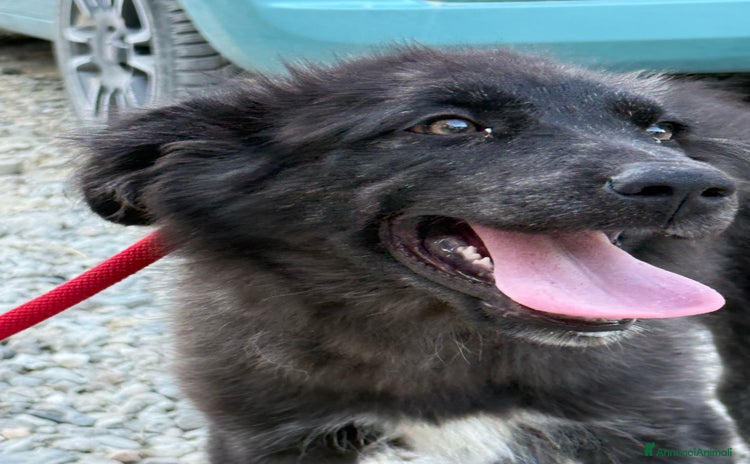 Meticcio cani a Provincia di Crotone - Annuncio 12