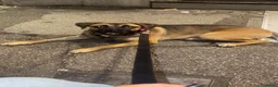 Meticcio cani in regalo: Wendy a Città metropolitana di Roma Capitale - Annuncio 15