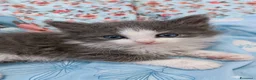 Siberiano gatti in vendita: Splendidi Cuccioli Gatto Siberiano Pedigree ENFI - Annuncio 24